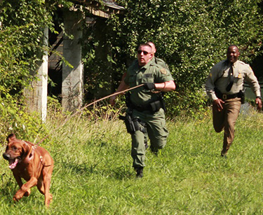 bloodhound running